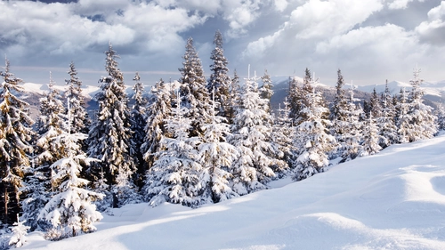 елки, лес, снег, зима, белые
