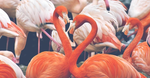 фламинго, птицы, зоопарк, розовые, красные